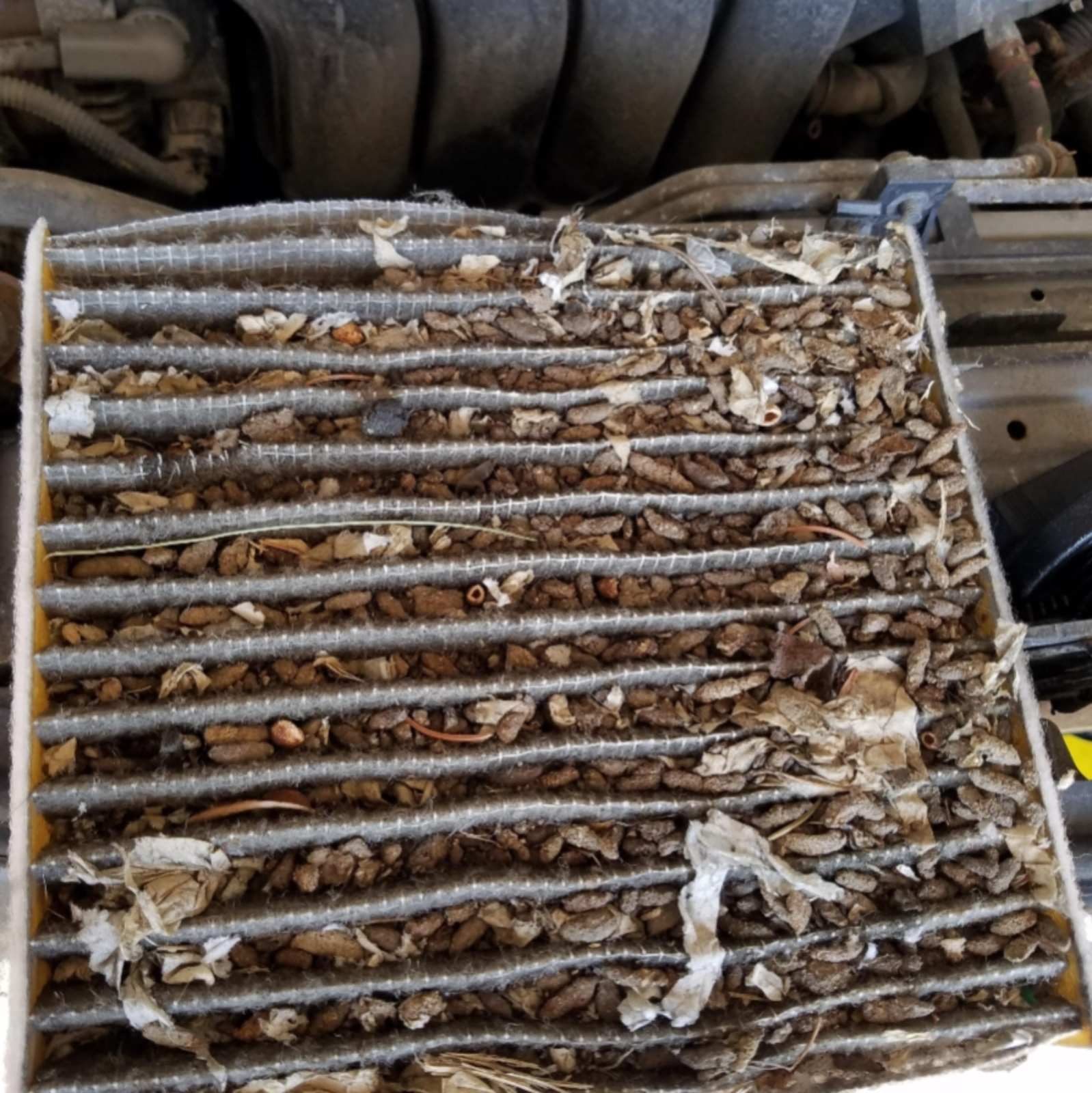 A cabin air filter packed with nesting material, droppings, and stored seeds