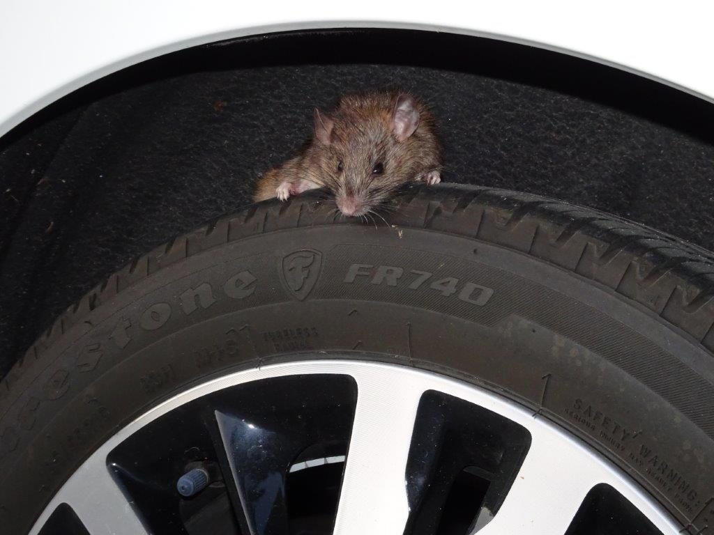 A rodent peering over a vehicle tire