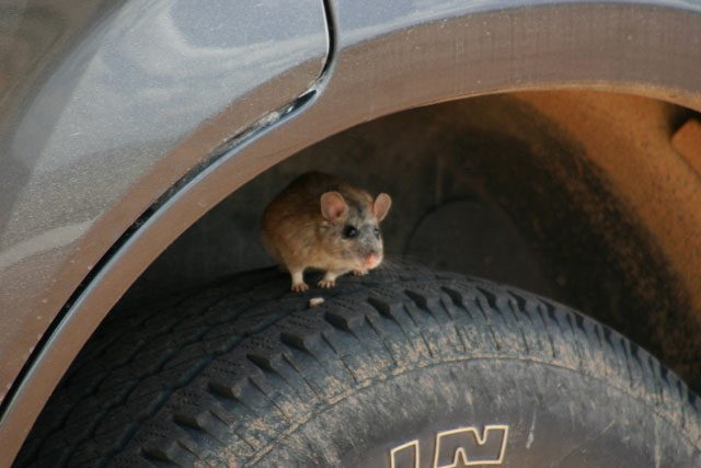 A rodent perched on a tire inside a vehicle wheel well
