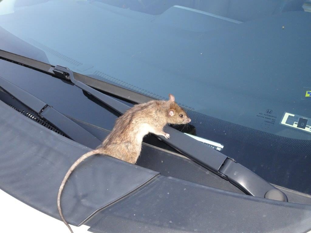 A rodent on a vehicle's wiper cowl beside the windshield, near the cabin air intake