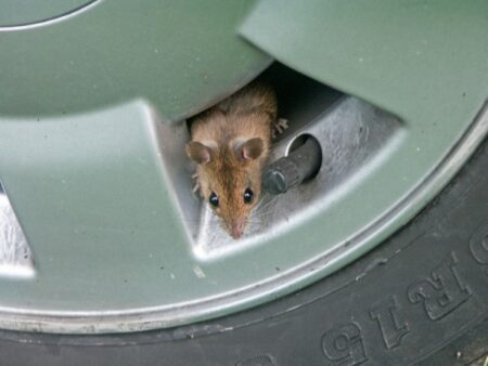 A rodent peeking out from inside a wheel hub