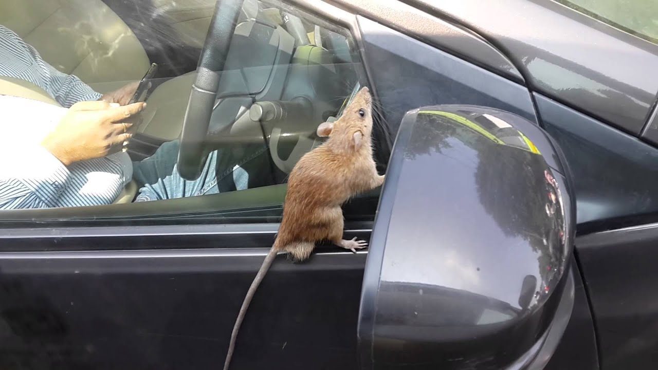 A rodent clinging to a car's side mirror while someone sits in the driver's seat